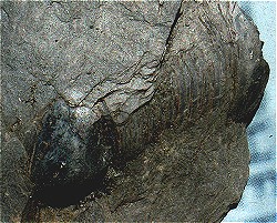 Trilobit